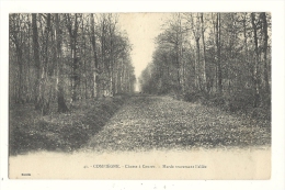 Cp, Sport, Chasse à Cour, Compiègne (60) - Harde Traversant L´allée - Chasse