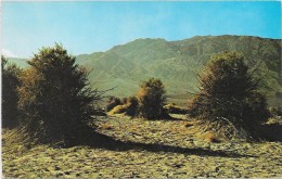 Devil's Cornfield, National Park Service. Photo Bill Dengler - Death Valley