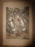 1914   Affichette Cynique-comique De G. Vignal (hors Tout 47cm X 32cm)   -Comme Les Canards De L´agence Wolff Ne Les ... - Prints & Engravings