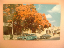 CP AMERIQUE - FLORIDA - KEY WEST - FLOWERING ROYAL POINCIANA TREE - Key West & The Keys