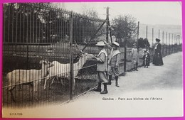 Cpa Genève Parc Aux Biches De L'Ariana Carte Postale Suisse Parc Animalier Zoo Vers 1900 Non Ecrite - Genève