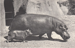CP COMITE NATIONAL DE L´ ENFANCE HIPPOPOTAME ET SON PETIT - Hippopotamuses
