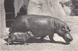 CP COMITE NATIONAL DE L´ ENFANCE HIPPOPOTAME ET SON PETIT - Ippopotami