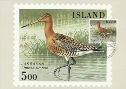 Limosa Limosa. Black-tailed Godwit. Uferschnepfe.  Iceland.  B-540 - Albatros