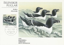 Alca Torda.  Razorbill - Alk - Tordalk - Petit Pingouin.   Iceland.  B-542 - Marine Web-footed Birds