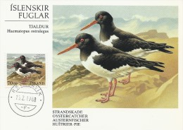 Haematopus Ostralegus.  Oystercatcher - Austernfischer - Strandskade.  Iceland.  B-602 - Albatros