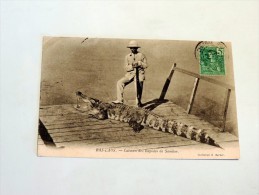 Carte Postale Ancienne : BAS LAOS : Caïman Des Rapides De Sambor,  Colon Avec Fusil ,timbre 1909 - Laos