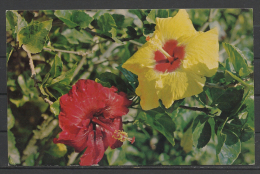 Tahiti,  The Hibiscus. - Tahiti