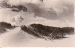 AK Sylt - Dünen  (12305) - Sylt