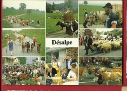 EFR-13 En Gruyère  Désalpe, Vaches, Chèvres, Moutons, Armaillis.  Fleury, Villars Sur Glane. - Autres & Non Classés