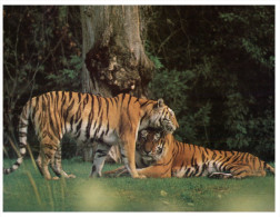 (515) Tiger - Tigre - Tigres