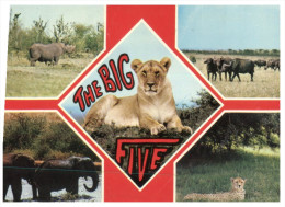 (515) Lion - Elephant - Guepard - Rhinoceros Etc - Rinoceronte