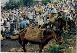 Amérique - Haïti - Marché De Kenskof - Cheval - Haiti