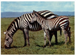 (212) African Zebra - Zèbres
