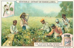 CHROMO LIEBIG - La Culture Du Coton N° 3 - Récolte Dans L'Amérique Du Nord - Série Belge N° 952 - Année 1909 - Liebig