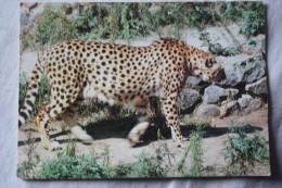 Cheetah  - KIEV ZOO -  Old Soviet PC 1988 - Tijgers