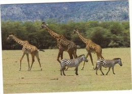 Animaux - Cpsm - Girafes Et Zébres - Giraffen