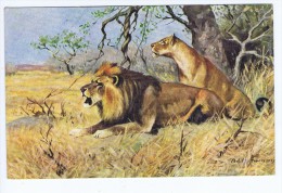 Lion Et Lionne , Illustrateur AD. Hoffmann , WB 7032 - Hoffmann, Ad.