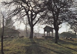 CPSM 40 @ Ferme Landaise - SABRES @ Pacage Sur L'airial - Parc Naturel Régional Des Landes De Gascogne - Sabres