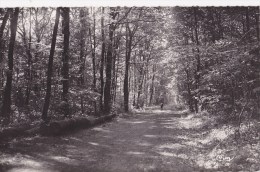 CPSM La Mothe-Saint-Héray Le Bois Du Fouilloux - La Grande Allée - La Mothe Saint Heray