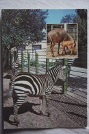 Zebra. Kiev ZOO 1980s - Zebra's