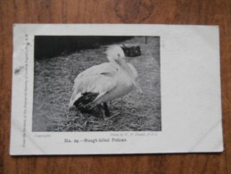 39619 POSTCARD: ANIMALS: Rough-billed Pelican From The Gardens Of The Zoological Society Of London, Regent Park, N.W. - Oiseaux