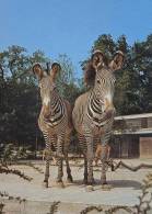 ZEBRES DE GREVY / GREVY ZEBRAS - ZOOLOGISCHER GARTEN / HANNOVER - Zebre