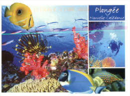 (700) New Caledonia Scuba Diving - Neukaledonien