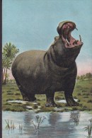 Germany PPC The Hippopotamus Flusspferd Hippopotame Hippo Theocrom Series Klio (2 Scans) - Hippopotamuses