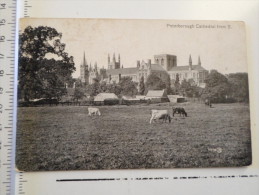 UK  Peterborough Cathedral PU 1916    D127158 - Andere & Zonder Classificatie