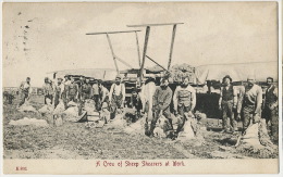 A Crew Of Sheep Shearers At Work Tondeurs De Moutons Laine Phot Morris Kirby Chinook - Sonstige & Ohne Zuordnung