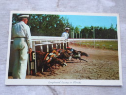 USA   Florida - Greyhound Racing - Breaking The Starting Box  - 1964  Dog Chien Hund D127301 - Daytona