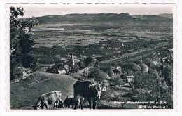 CH-3051   WALZENHAUSEN : Blick Ins Rgeintal - Walzenhausen