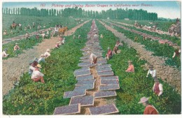 CA - FRESNO - Picking And Drying Raisin Grapes - Vendanges - Fresno