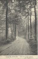 Orroir  (Enclus) -  Une Route Dans Le Bois;  Amougies  1911 Naar  Gand - Mont-de-l'Enclus