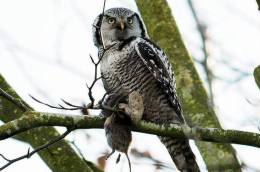 (Y47-088  ) Owl Bird Oiseaux Hiboux Chouettes Búhos Uilen, Postal Stationery -Articles Postaux -Postsache F - Owls