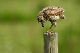 (Y47-071  ) Owl Bird Oiseaux Hiboux Chouettes Búhos Uilen, Postal Stationery -Articles Postaux -Postsache F - Owls