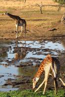 [NZ04-040   ]  Camelopardalis Giraffe  Girafe , Postal Stationery -Articles Postaux -- Postsache F - Giraffes