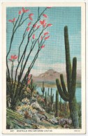 Ocotillo And Sahuaro Cactus - Cactus