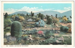Barrel Cactus On The Desert - Cactusses