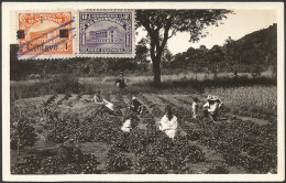 STRAWBERRY PLANTATION ON SANTA ANA VOLCANO - Carte Photo - El Salvador