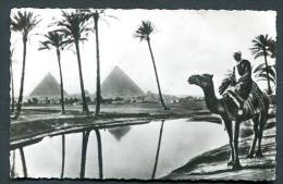 Missions Africaines - Un Beau Paysage Du Pays De Pharaon. Egypte . Pyramides , Camelier. Camel Chameau - Pyramides