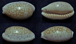 N°5054// CYPRAEA CHINENSIS "Nelle-CALEDONIE"//F+++: 30,7mm - Coquillages
