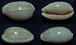 N°5057// CYPRAEA CHINENSIS "Nelle-CALEDONIE"//F+++ : 38,4mm - Coquillages