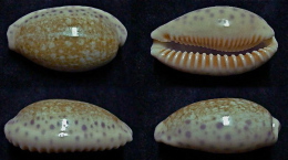 N°5060// CYPRAEA CHINENSIS AMIGES "Nelle-CALEDONIE"//F+++/GEM : 42,2mm - Coquillages