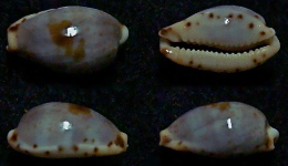 N°5069// CYPRAEA CONTAMINATA "Nelle-CALEDONIE"//GEM : 10,4mm - Coquillages