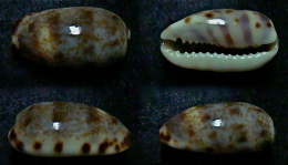 N°5076// CYPRAEA LISTERI "Nelle-CALEDONIE"//GEM : 18,2mm - Coquillages