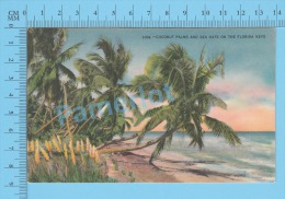 CPSM, Florida ( Coconot Palms And Sea Oats On The Florida Keys  ) Linen Postcard Recto/Verso - Key West & The Keys