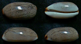 N°5086// CYPRAEA ISABELLA CONTROVERSA "Nelle-CALEDONIE"//F++/F+++ : 31,9mm - Coquillages
