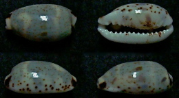 N°5091// CYPRAEA KIENERI "MOZAMBIQUE"//F+++/GEM : 15,7mm - Coquillages